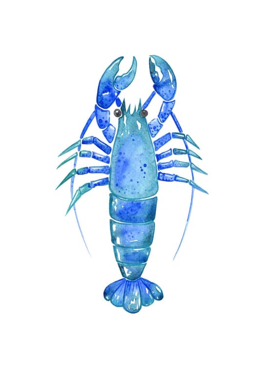Blue Lobster
