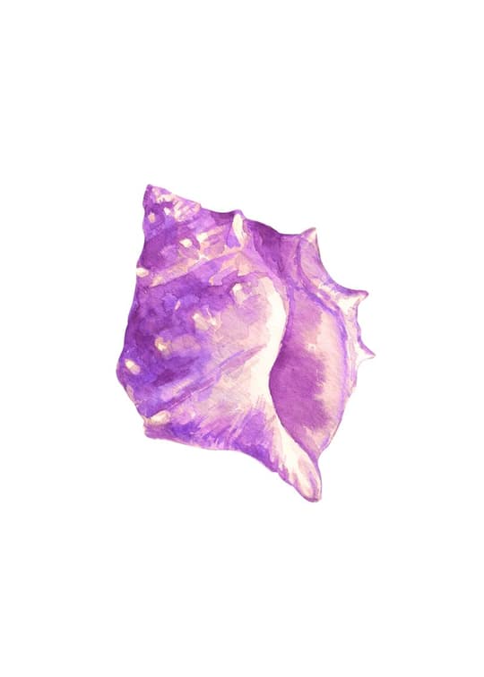 Purple Seashell Study