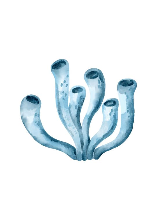 Blue Coral Branches