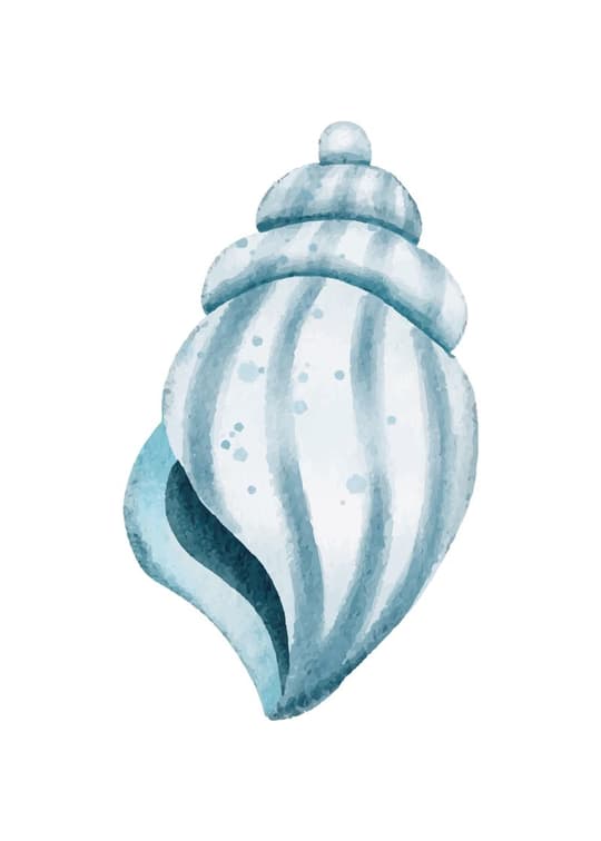 Blue Striped Conch Shell