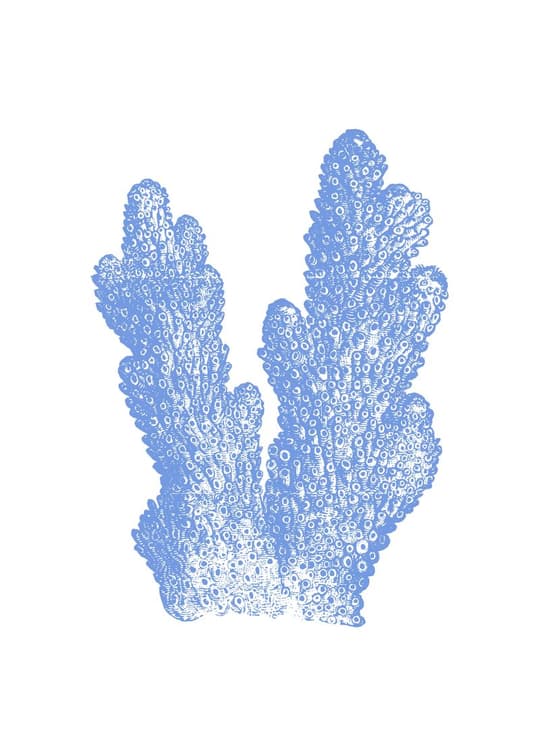 Blue Cactus Study