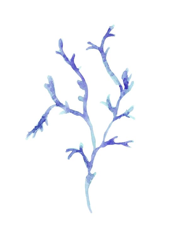 Blue Coral Branch