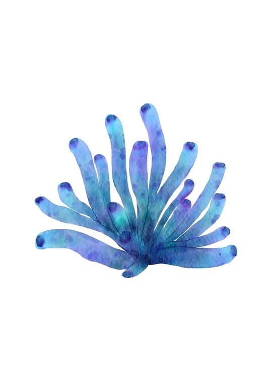 Blue Anemone Study