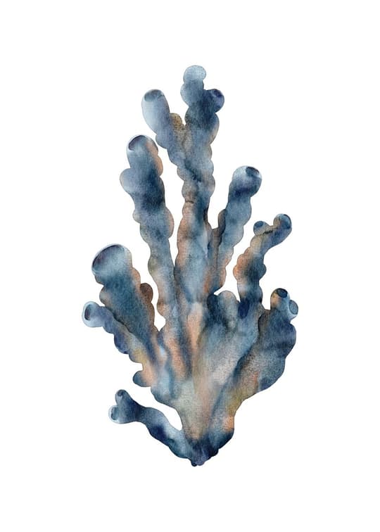 Blue Coral Study
