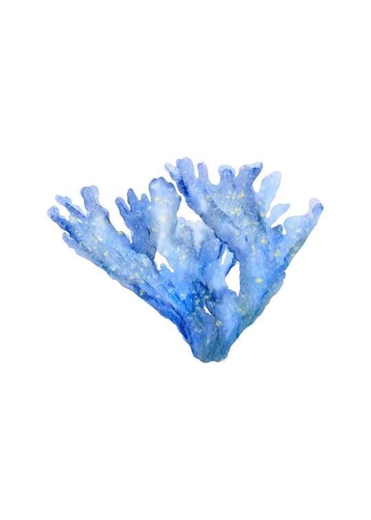 Blue Coral