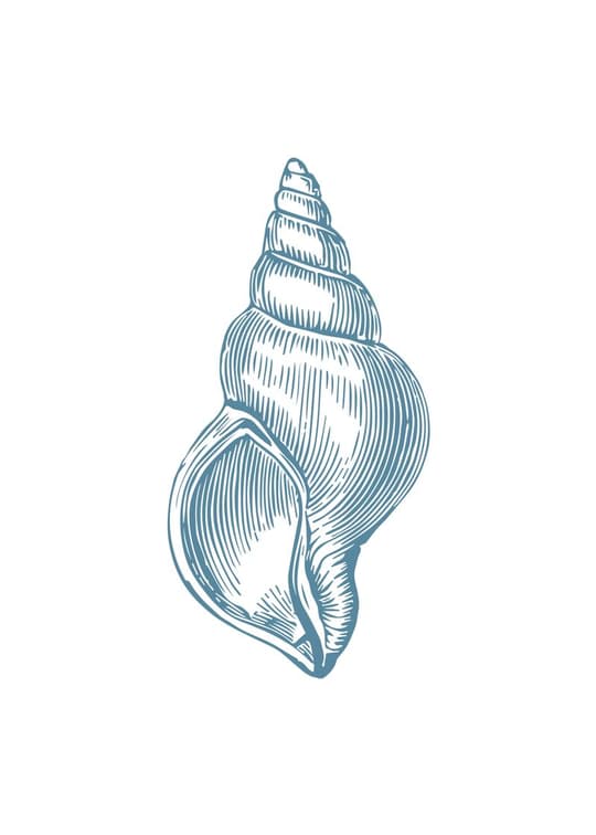 Spiral Shell Study