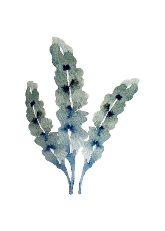 Watercolor Lavender Study