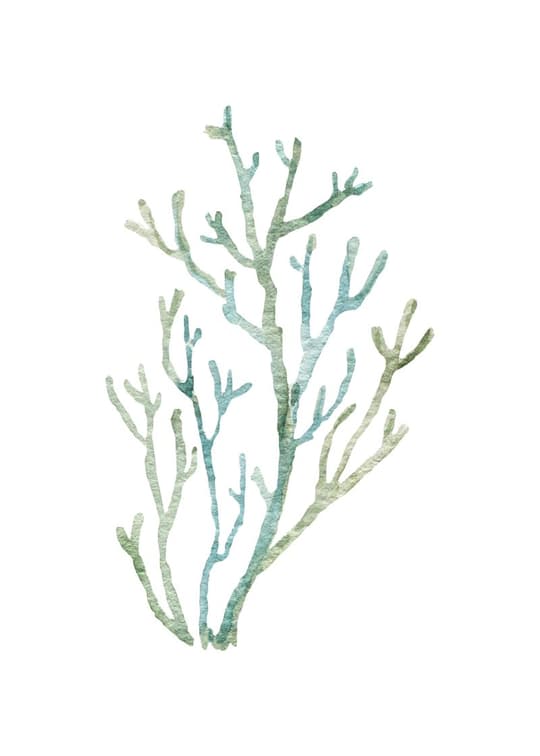 Coastal Seaweed