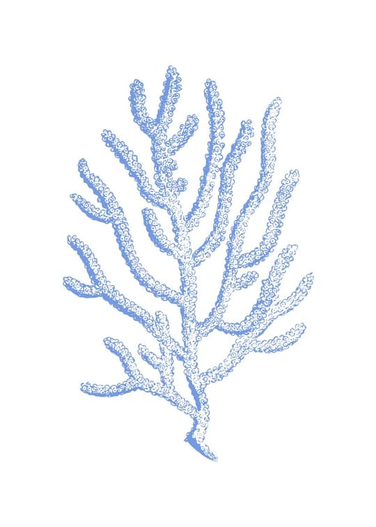 Blue Coral Specimen