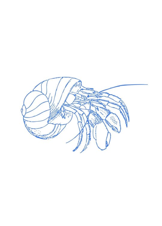 Hermit Crab Study