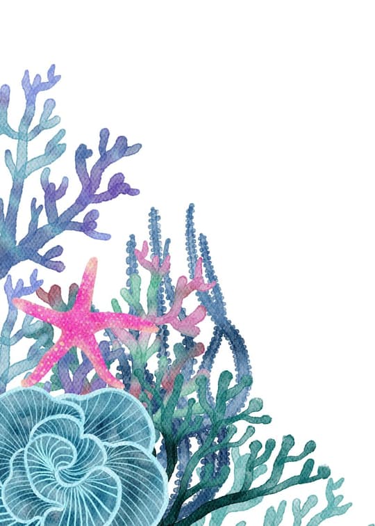 Coral Reef Garden