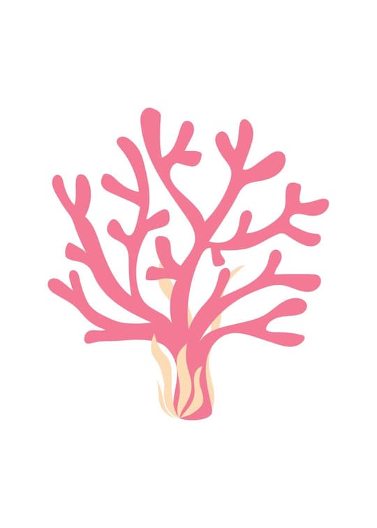 Pink Coral