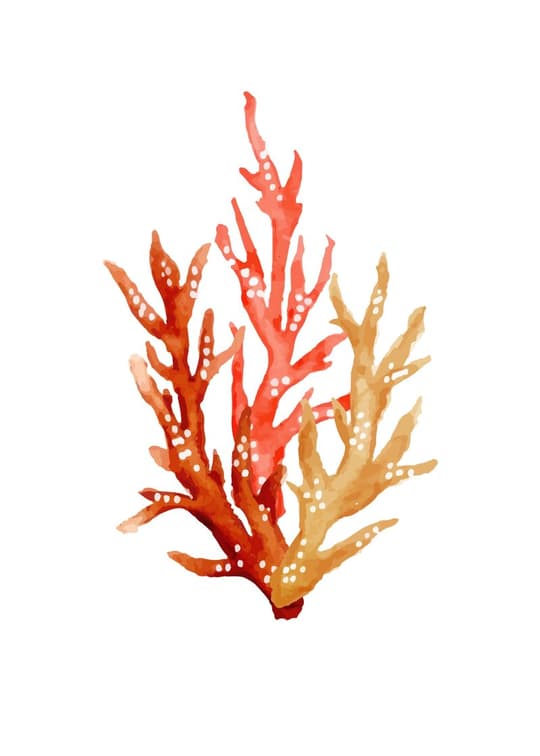 Red Coral Branch