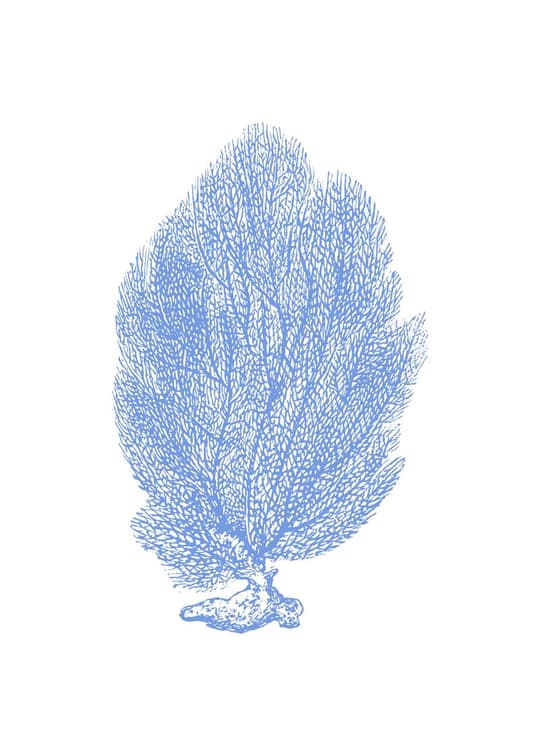 Blue Sea Fan
