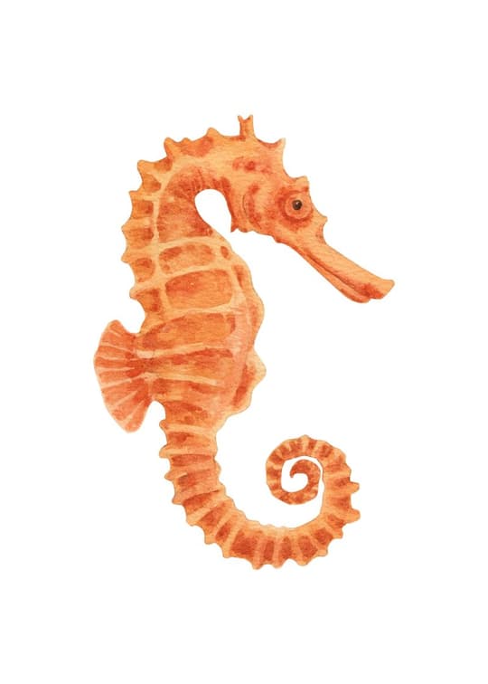Coral Seahorse