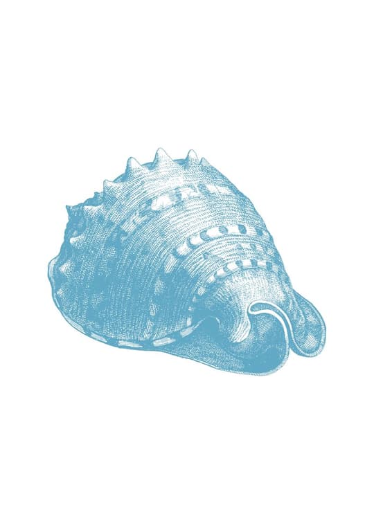 Blue Seashell Study