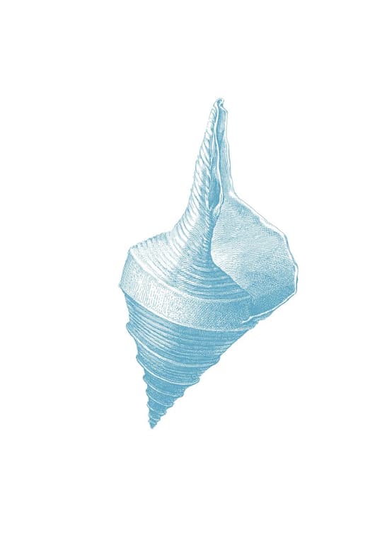Blue Seashell Study