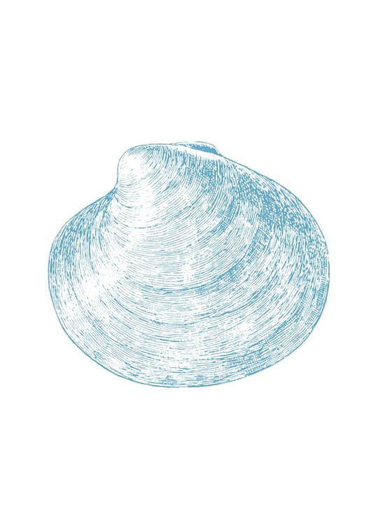 Clam Shell