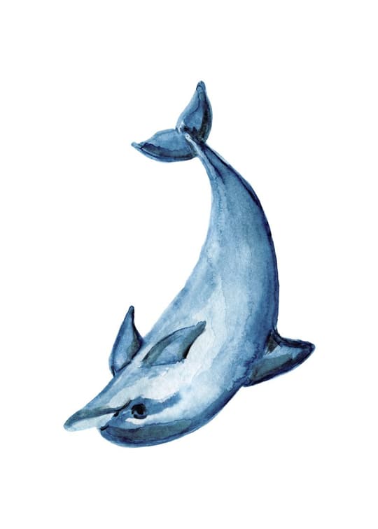 Blue Whale