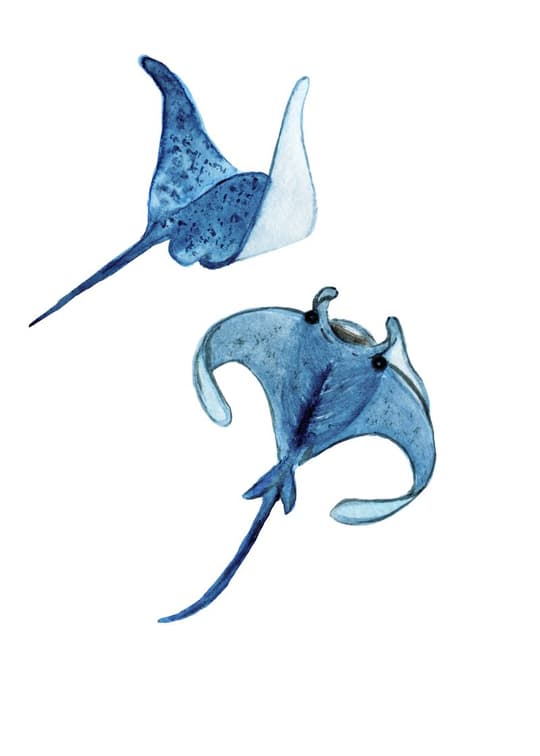 Blue Manta Rays