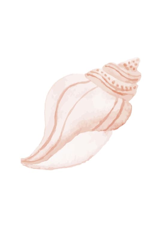 Blush Shell