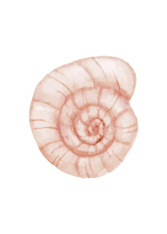 Spiral Shell Study