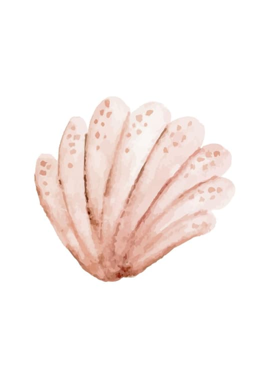 Blush Shell