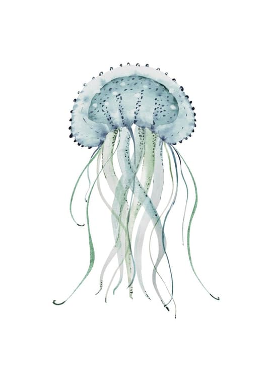Delicate Jellyfish Study