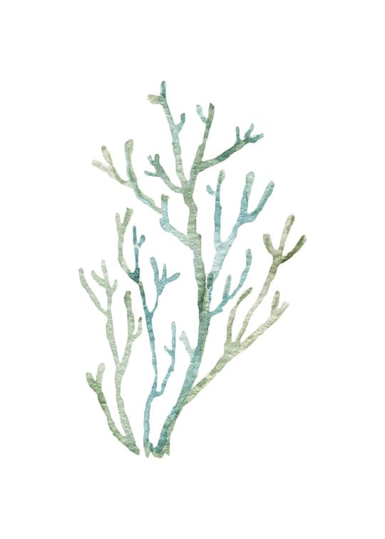Seaweed Study