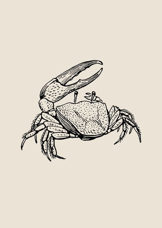 Crab Illustration