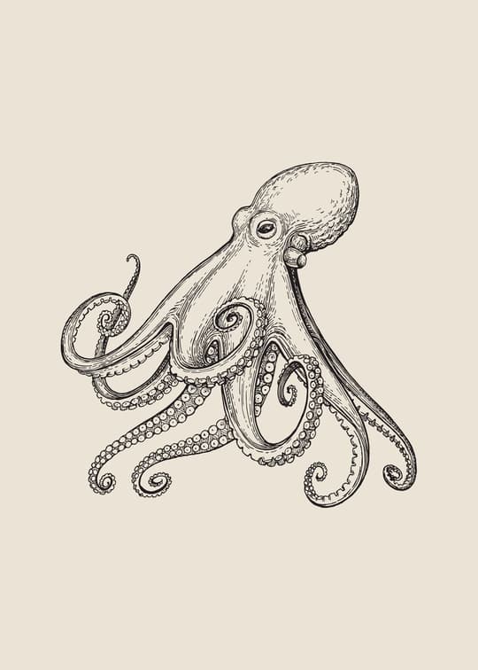 Detailed Octopus Study
