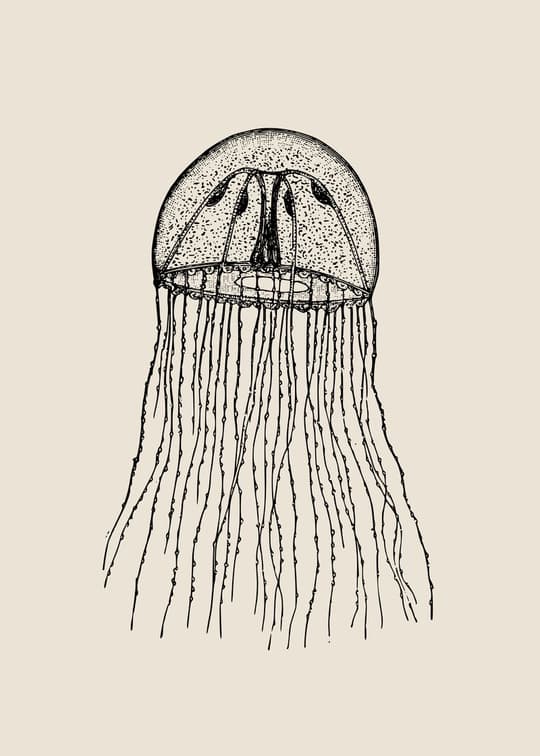 Jellyfish Study
