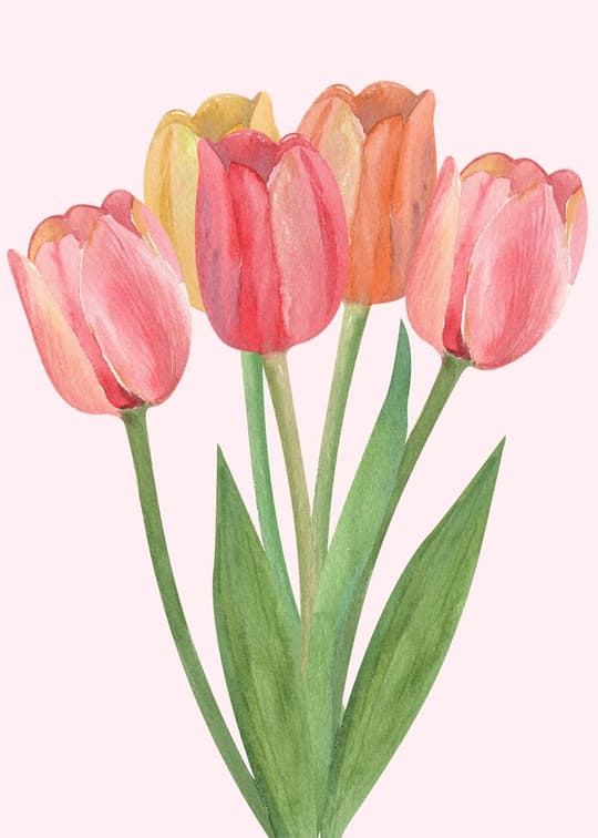 Tulip Bouquet