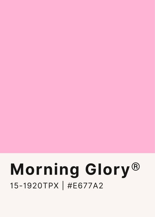 Morning Glory