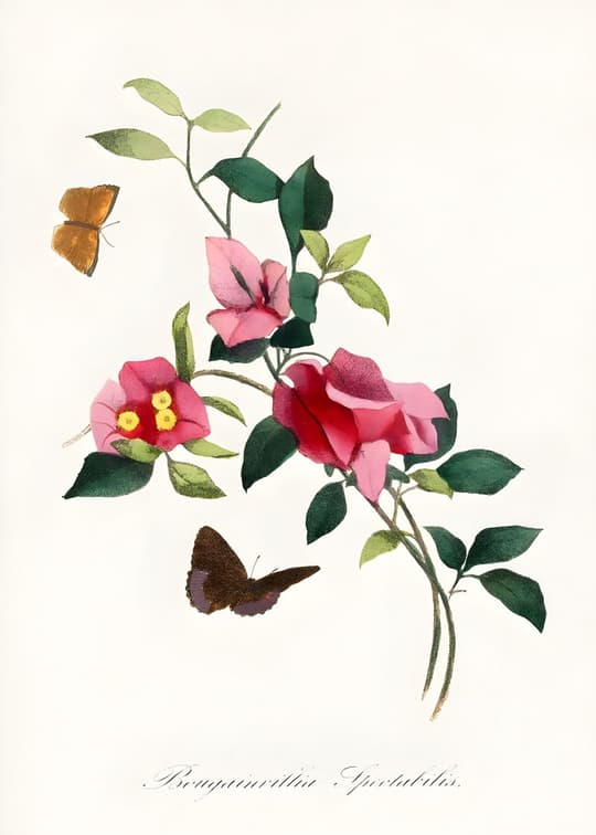 Pomegranate Blossom with Butterflies