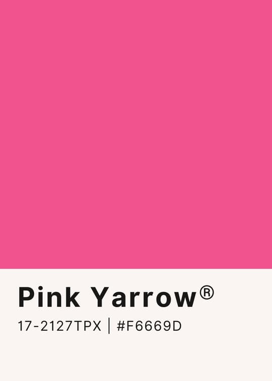 Pink Yarrow