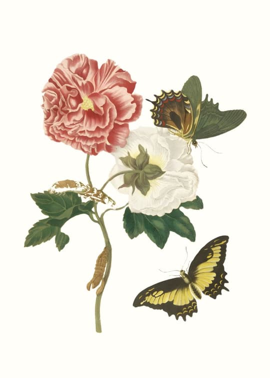 Roses with Butterflies