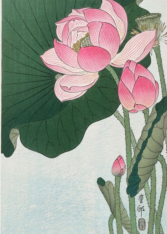 Lotus Blossoms