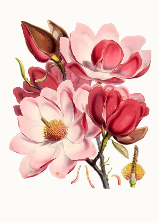 Magnolia Botanical Study