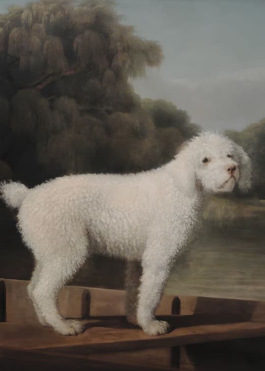 White Poodle by the Water