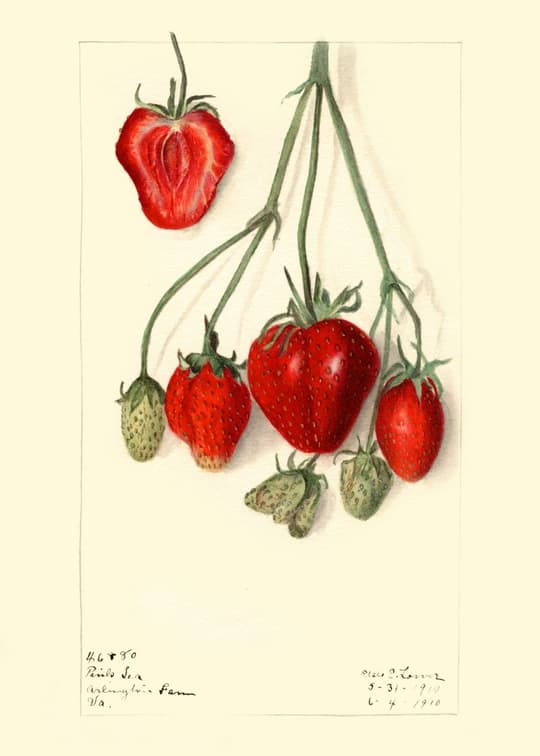 Strawberry Study