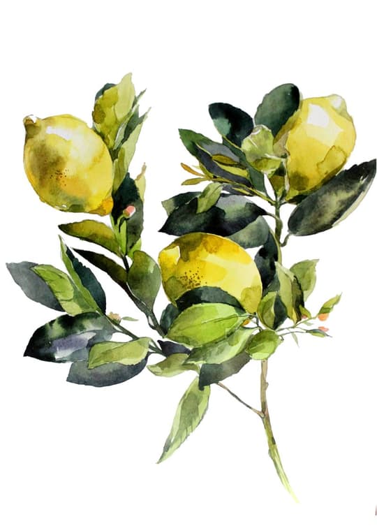 Lemon Branch Study
