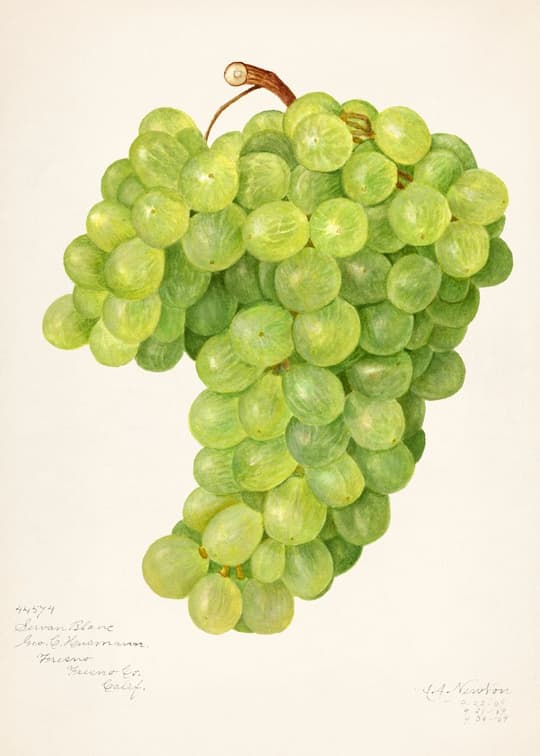 Green Grapes Cluster