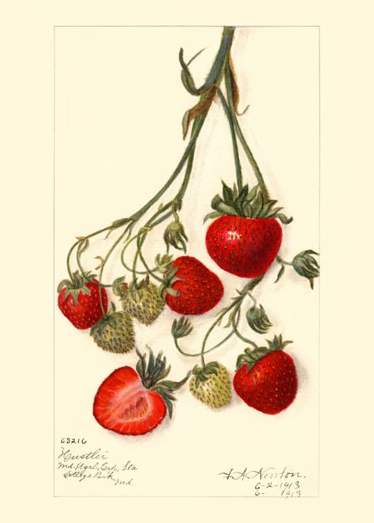 Strawberry Study