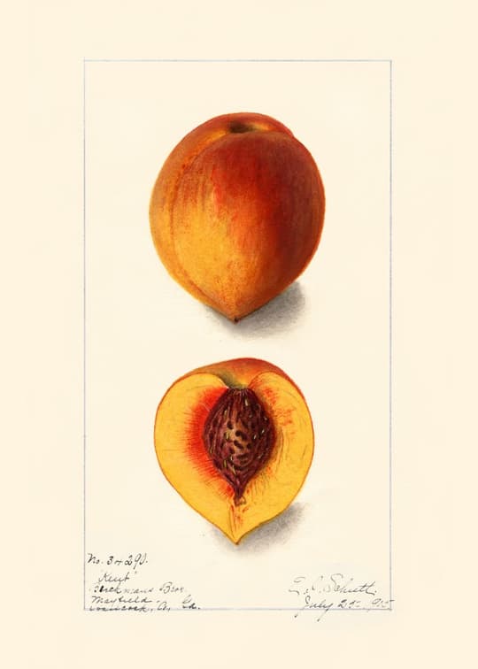 Peach Study