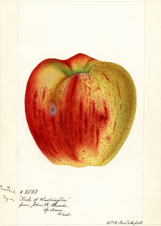 Apple "Pride of Washington"