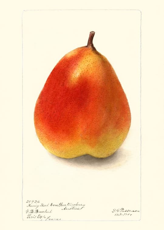 Red Pear