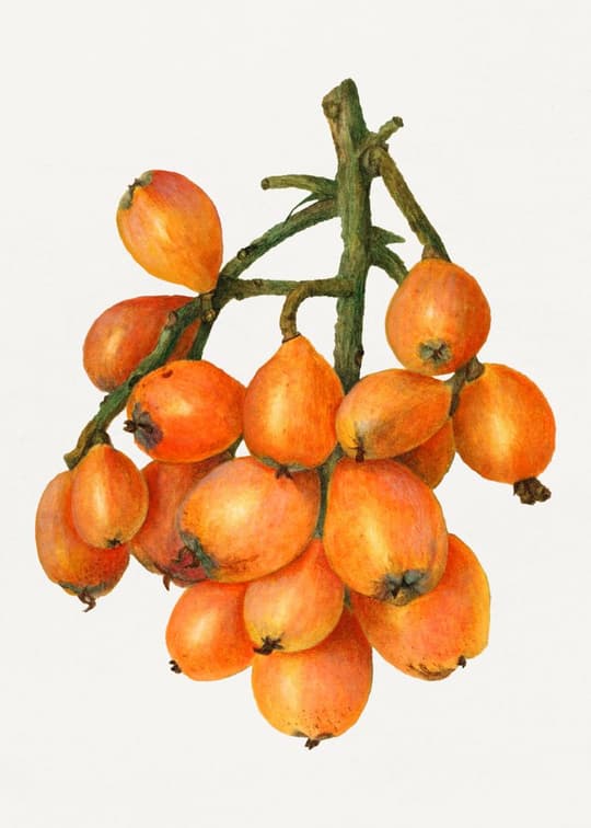 Rowan Berries on Branch