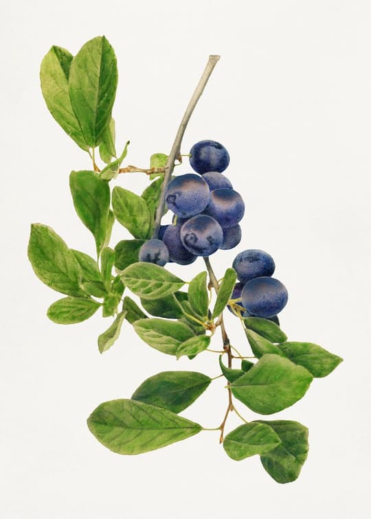 Blueberry Branch