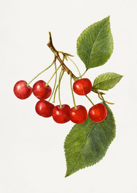 Red Berries on Branch